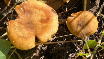 揭秘留坝奇珍①：高卢密环菌Armillaria gallica