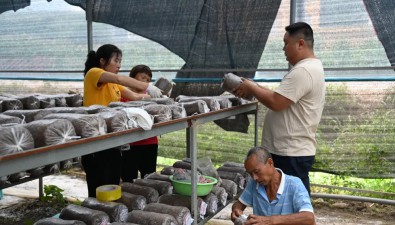 貴州息烽縣：平菇菌包移栽正當時