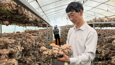 甘肃庆阳：成功培育本土香菇新品种