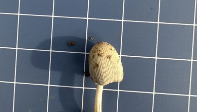 揭秘留坝奇珍⑤：庭院小鬼伞Coprinellus xanthothrix