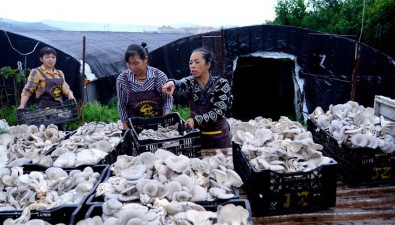 云南龍陵縣：鼓勵群眾發展特色種植產業