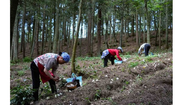 贵州纳雍：千亩林下红托竹荪正在出菇