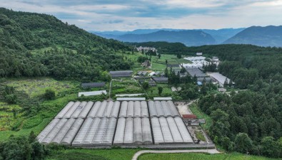 潤溪鄉平菇生產基地，年產值達1500多萬元