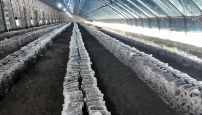 产值达70万元，食用菌基地种植10余种菌菇，新引进品种长势喜人