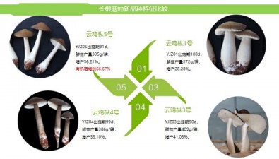 云南省農科院黑皮雞樅新品種選育有突破