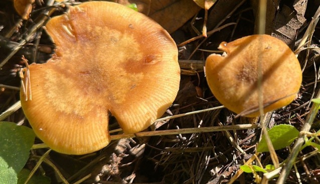 陕西留坝大型真菌生物多样性调查取得阶段性成果