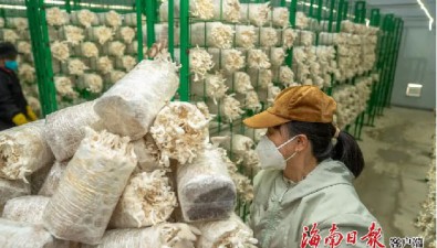 海南万宁：现代化食用菌种植示范基地实现全年出菇