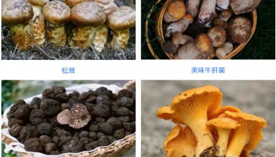 云南野生食用菌“十大名菌”发布