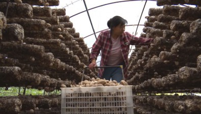 河北平泉平北鎮(zhèn)：食用菌種植園區(qū)有26家