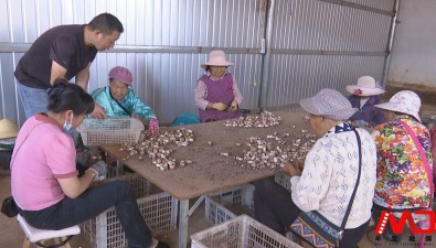 云南牟定縣：建成220畝野生食用菌保育促繁基地1個