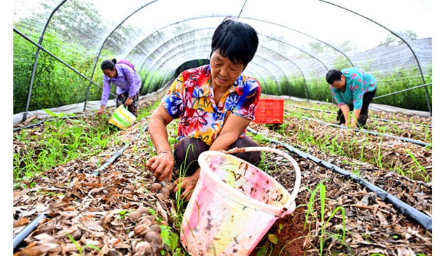 四川仁寿：大棚食用菌助农增收