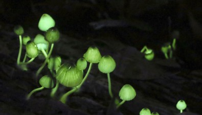 日本和歌山縣：“綠光蘑菇”引關注