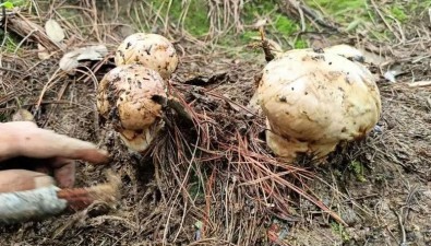 云南南華縣：建成野生菌保育促繁科技示范基地8140畝