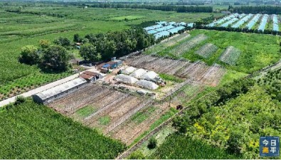 山西高平建宁平菇大棚建设加速，预计10月出第一批菇