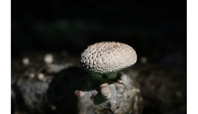 北京平谷：食用菌“博士農場”花菇鮮嫩上市