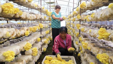 河北平泉：“榆黄蘑”试种成功