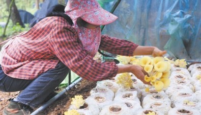 云南羅平板橋鎮：食用菌種植和野生菌促繁雙管齊下，促增收