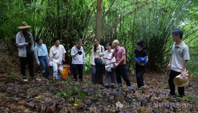 中國林科院熱林所林下林菌林藥立體經(jīng)營技術(shù)推廣取得初步成效