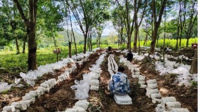 海南白沙青松：建設(shè)林下菌菇基地，種植面積達7700畝