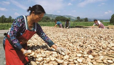 河北平泉：深挖食用菌產業空間，培育生產加工企業45家