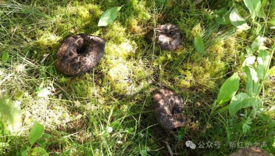 四川炉霍县：黑虎掌菌绽放致富之花