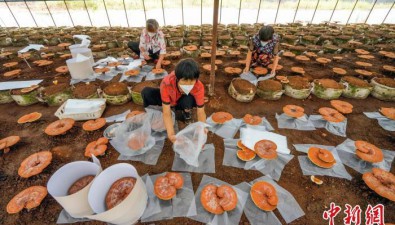 河北宽城：菌菇种植基地年产菌菇50多万斤