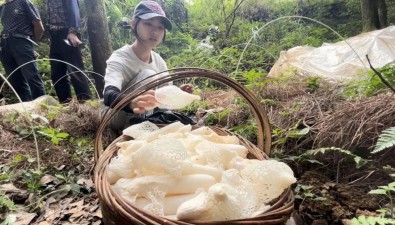 贵州织金：科技赋能竹荪，300万棒菌棒，实现产值1500万元