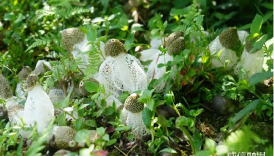 云南威信縣：“竹林+菌菇”，實現一年“兩季菌一季筍”目標