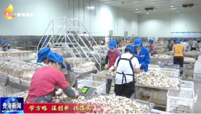 广西贵港市：积极引进培育食用菌龙头企业