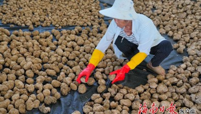 海南定安：“農光互補-光伏食用菌”項目年產菌包2000萬包