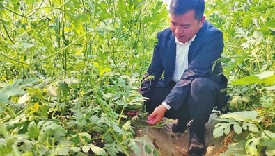 懂菜农业：建立食用菌生产基地5个