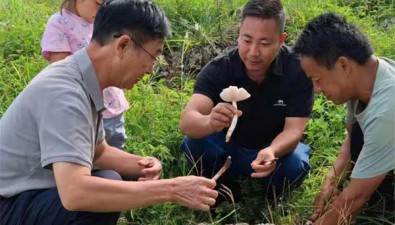 云南丽江：鸡枞菌仿生培育技术取得发明专利