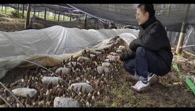 曹悅：返鄉創業帶動村民種食用菌，延長產業鏈