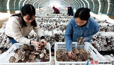 江苏灌南县：食用菌科技产业园厂房建设进行中