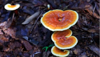 江苏连云港：云台山景区林下种植灵芝成功