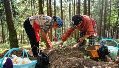 金蟾大山生物：預計2024年將達8000萬元