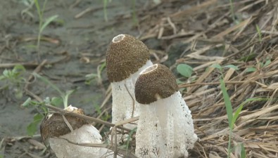 江苏泰州：竹荪与赤松茸轮番种植 实现一年“双高收”