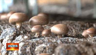 山西交口县：食用菌种植量达3500万棒左右