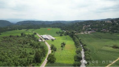 云南弥勒市：戈西村食用菌基地已采收3-5茬黄金菇