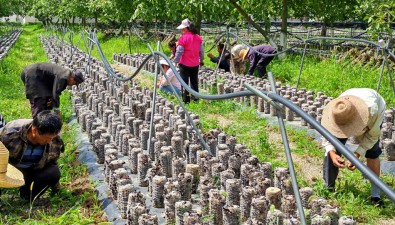 甘肅清水縣：趙溝村食用菌產業園區新建木耳大棚主體已完工