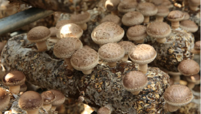 七河生物：周年化出菇優(yōu)勢(shì)凸顯，鮮菇訂單激增