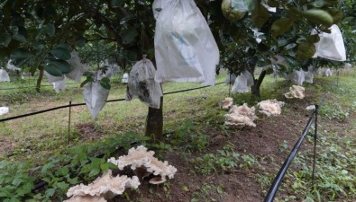 畝產值4萬多元！食用豬肚菌在西雙版納試種成功