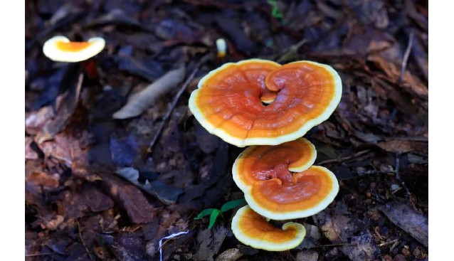 江蘇連云港：云臺山景區(qū)林下種植靈芝成功