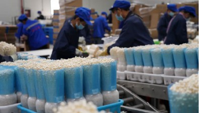 广西贵港市：上半年食用菌产量达4.19万吨