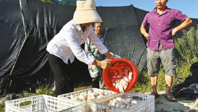 漢江綠園合作社：日均產鮮竹蓀900斤以上