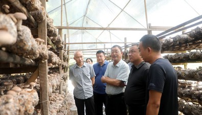 浙江慶元縣：荷地鎮(zhèn)探索高海拔反季節(jié)食用菌品牌建設(shè)之路