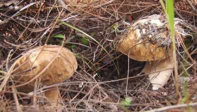 云南双柏县：野生菌年交易额12506万元