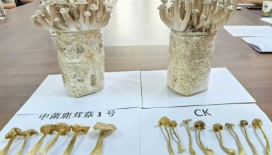 我国首个通过鉴定鹿茸菇新品种——“中菌鹿茸菇1号”