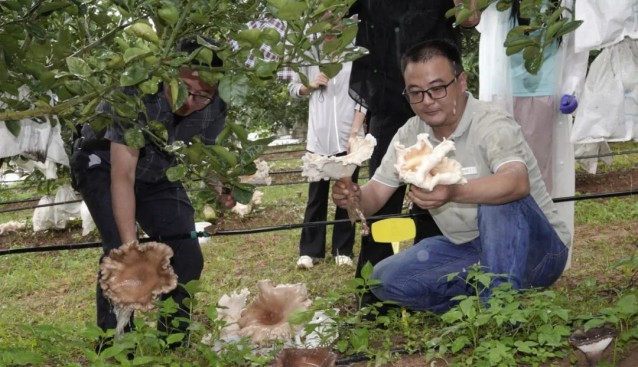 食用猪肚菌在西双版纳试种成功