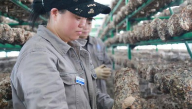 碳足跡證書讓龍游花菇全球俏銷